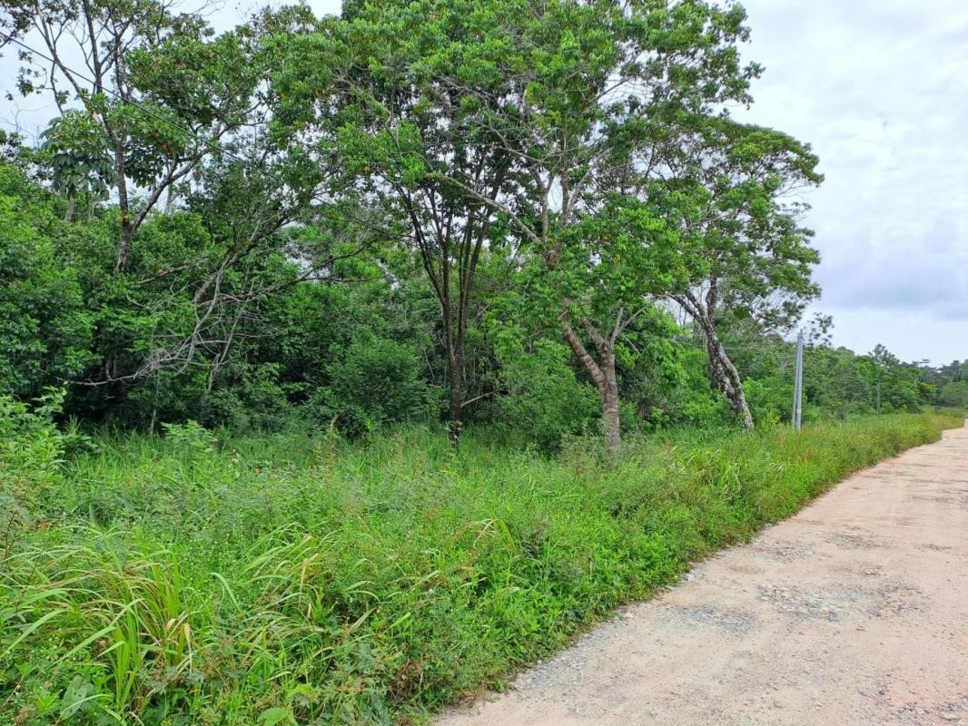 Vente Terrain à Montsinéry-Tonnegrande 0 pièce