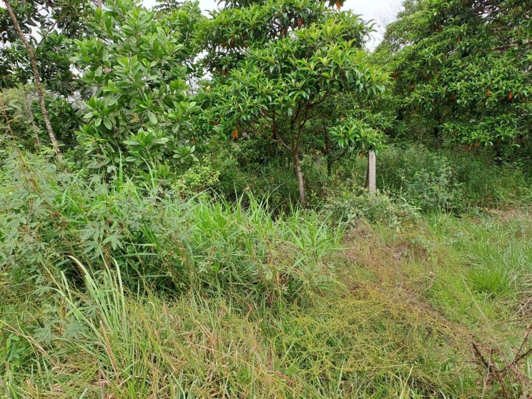 Vente Terrain à Montsinéry-Tonnegrande 0 pièce