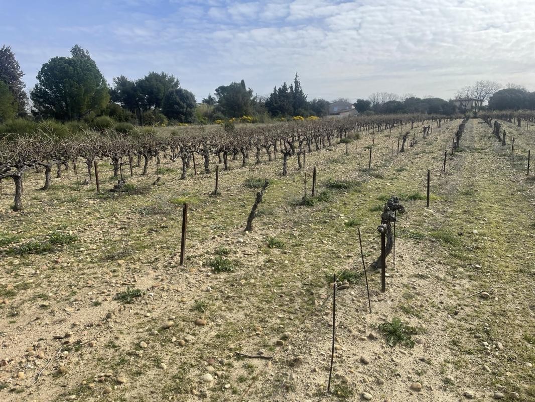 Vente Terrain à Châteauneuf-de-Gadagne 0 pièce