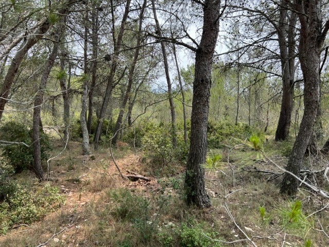 Vente Terrain à Félines-Minervois 0 pièce