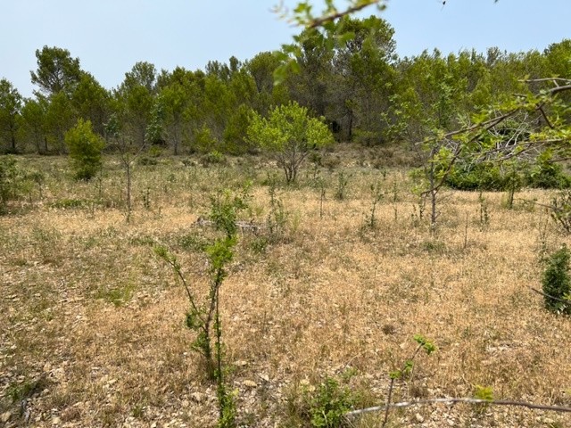 Vente Terrain à Félines-Minervois 0 pièce