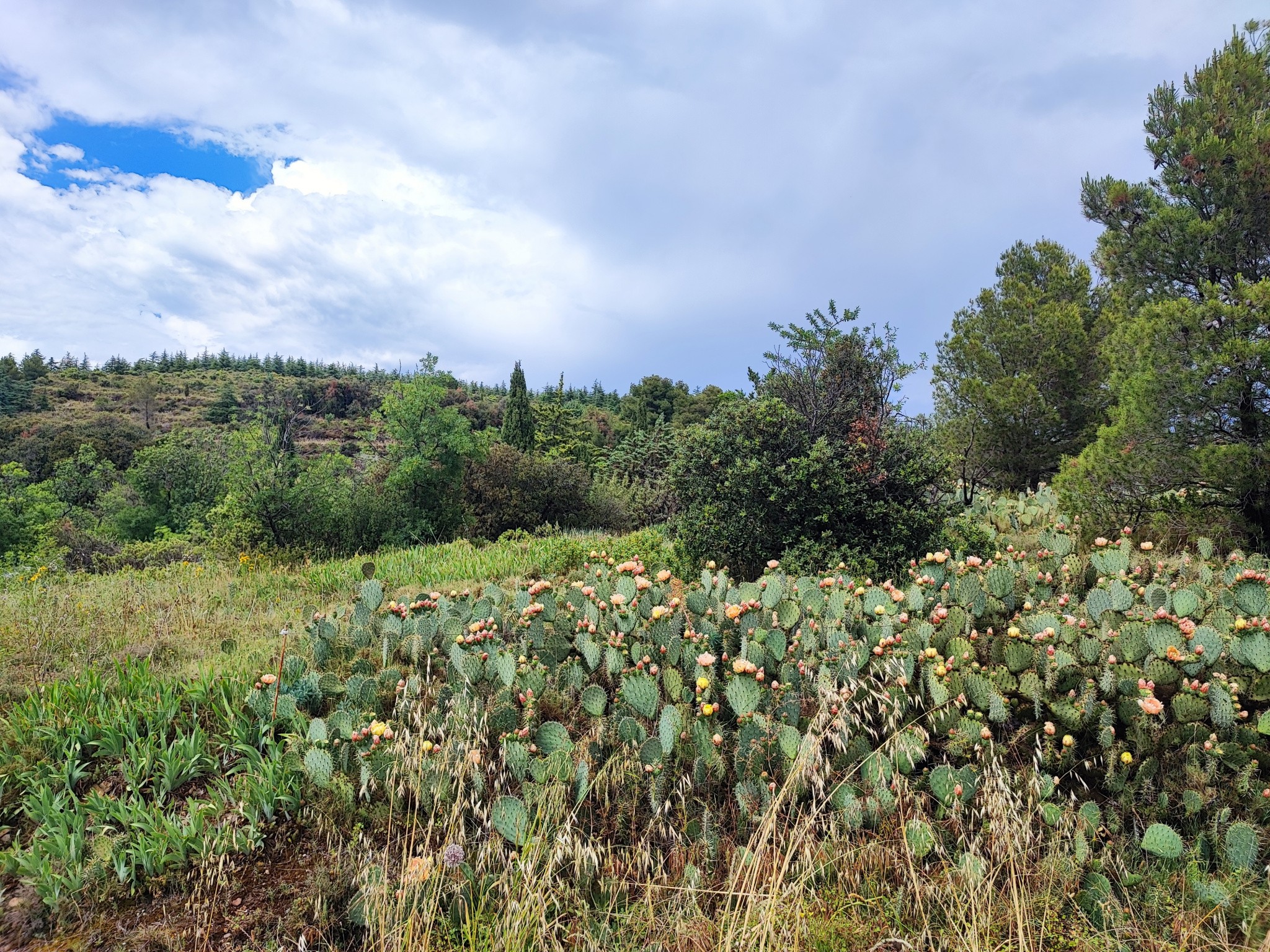 Vente Terrain à Félines-Minervois 0 pièce