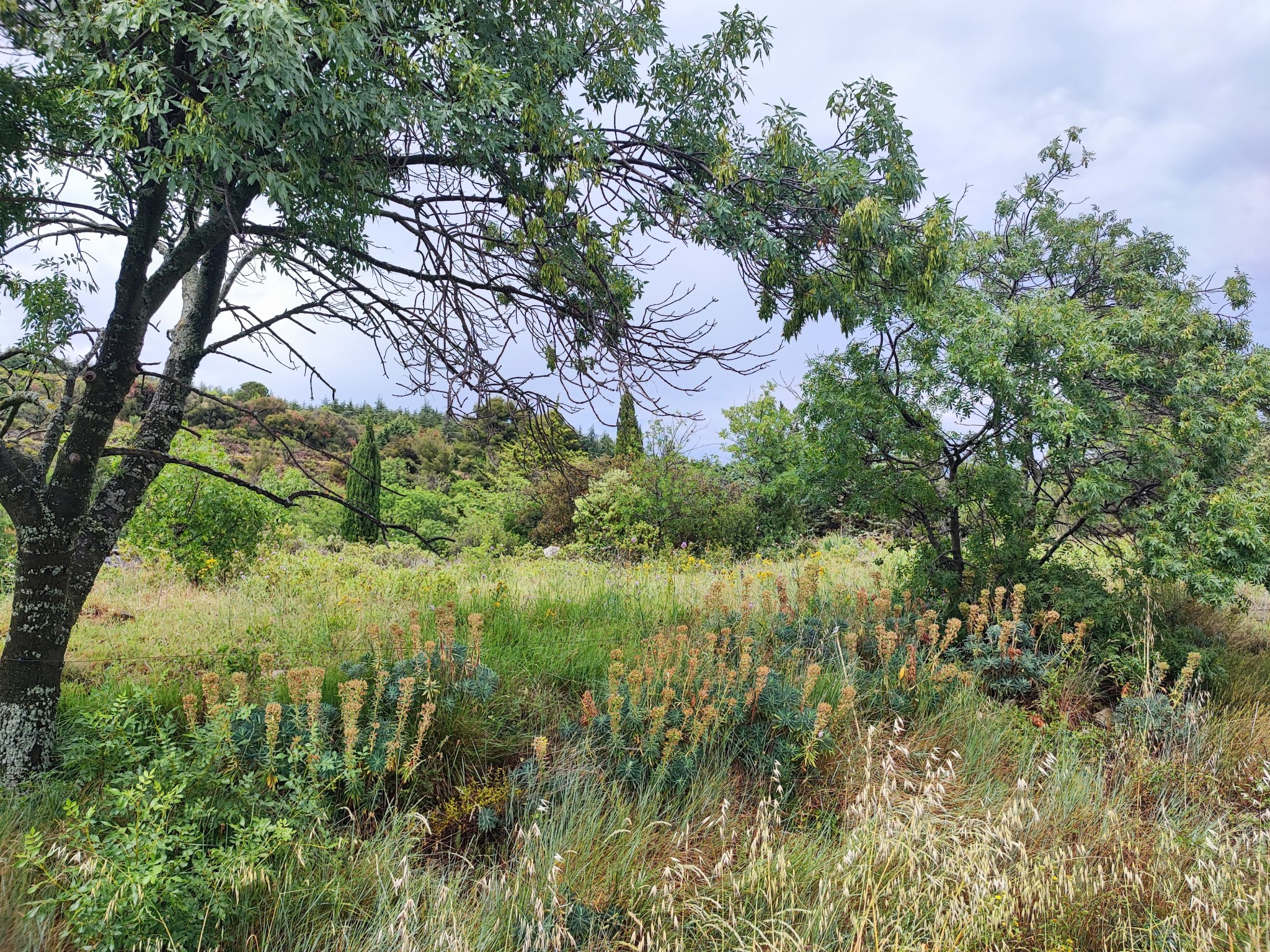 Vente Terrain à Félines-Minervois 0 pièce