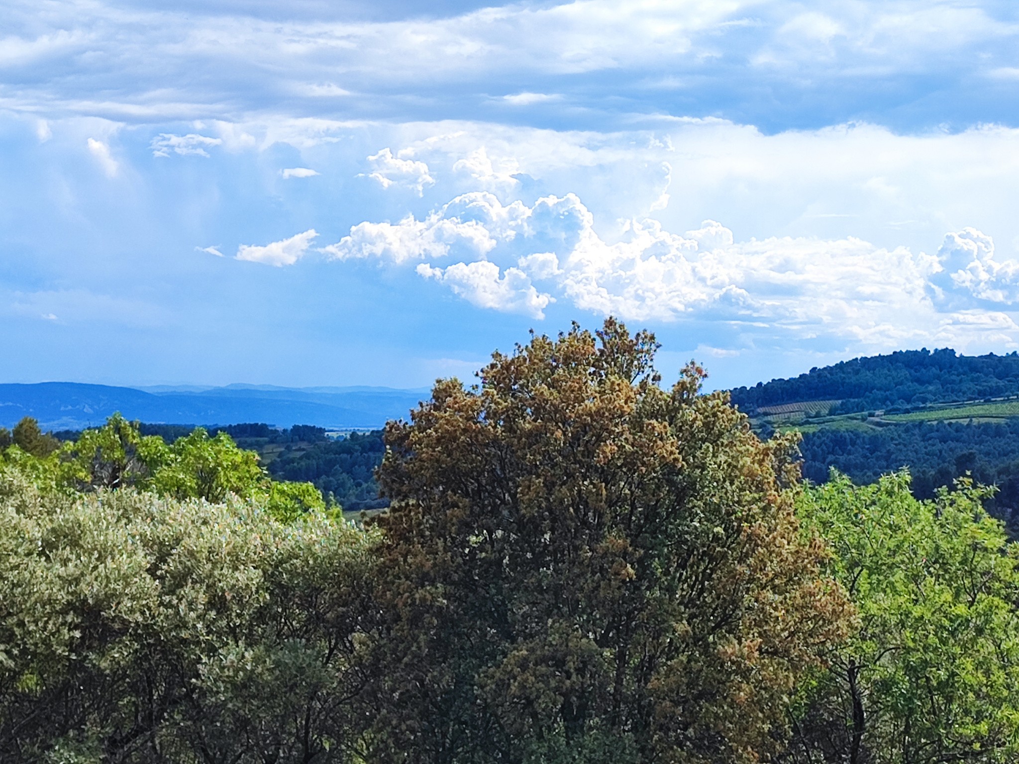 Vente Terrain à Félines-Minervois 0 pièce