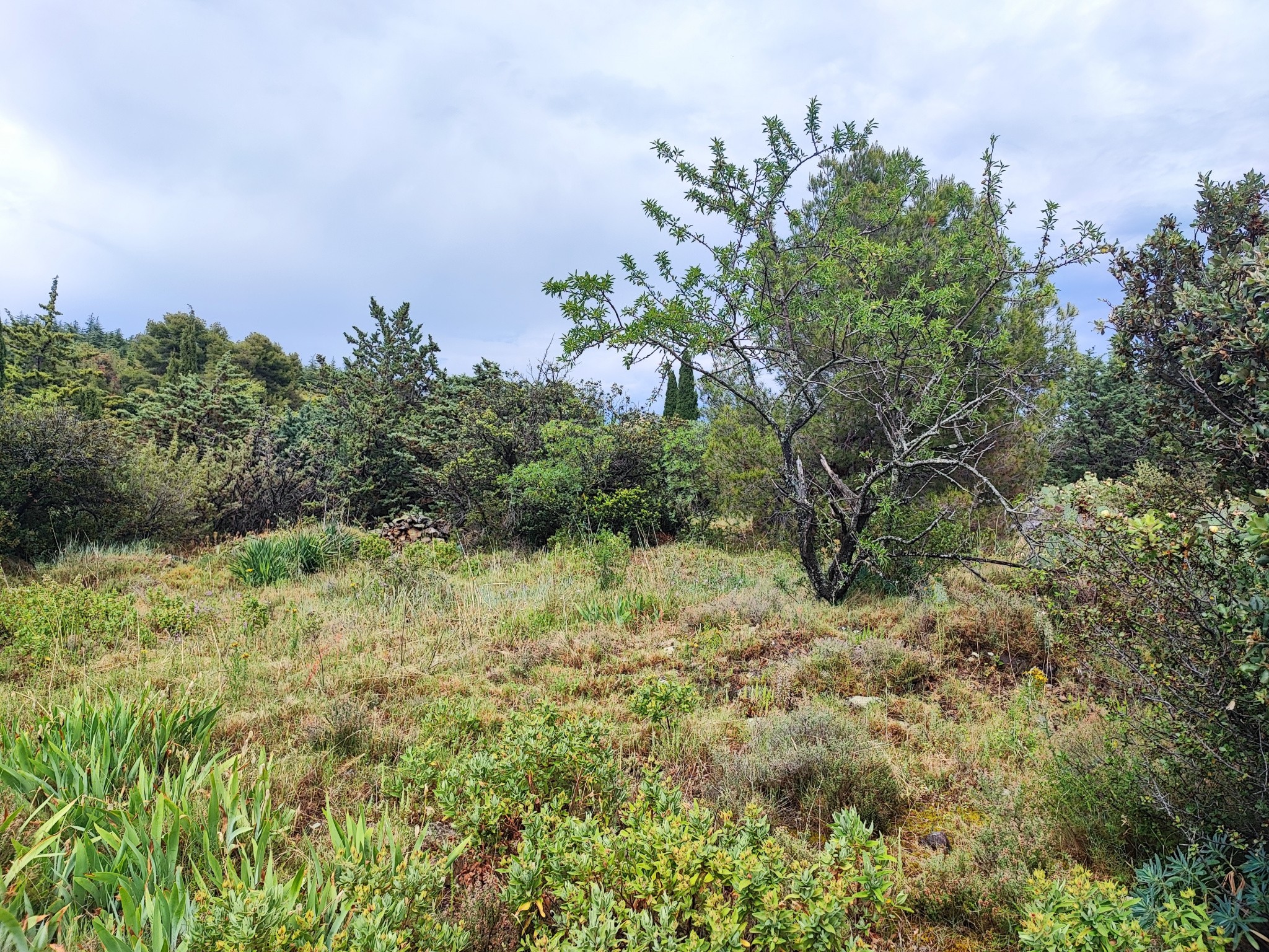 Vente Terrain à Félines-Minervois 0 pièce