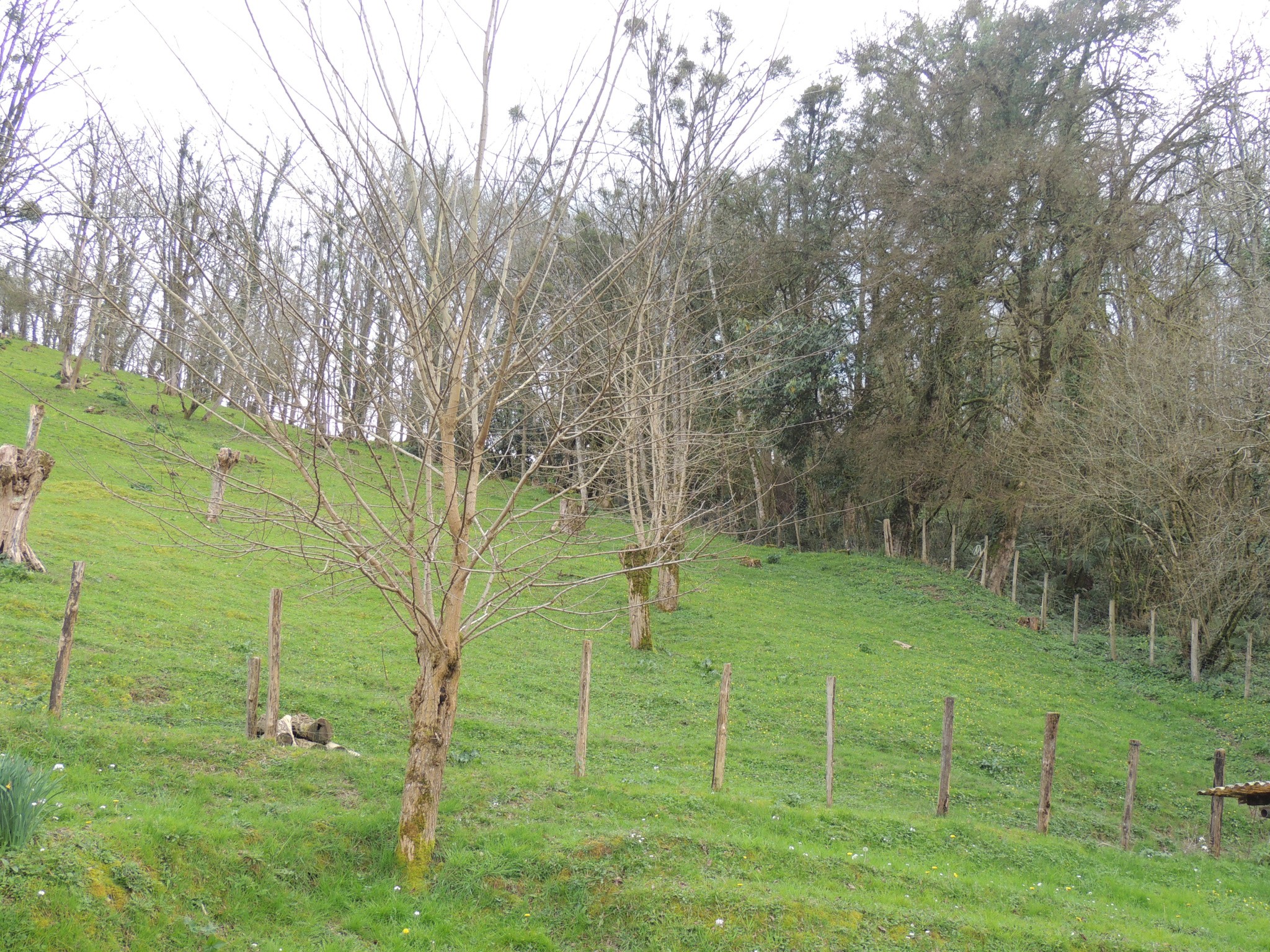 Vente Maison à Salies-de-Béarn 8 pièces