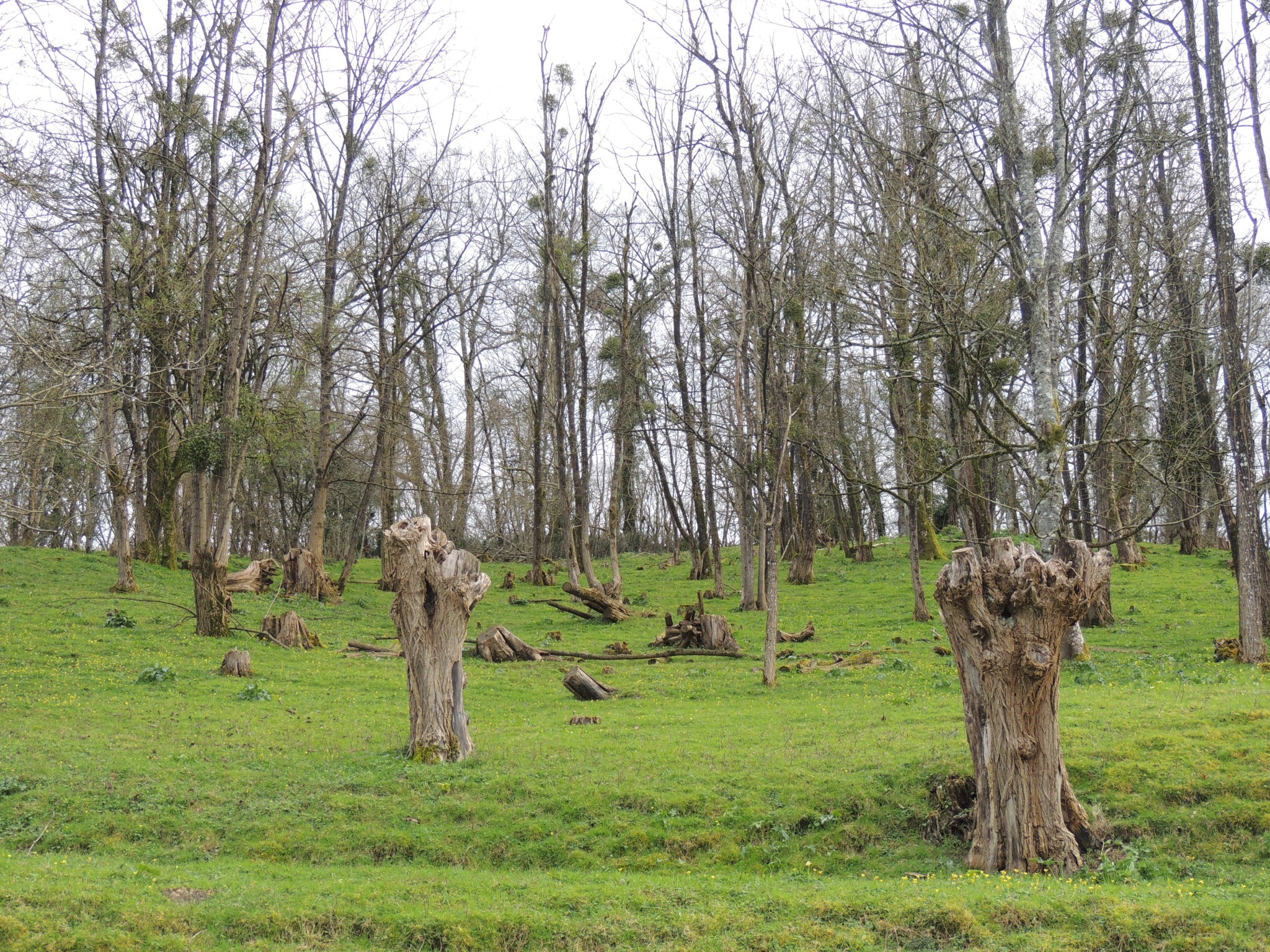 Vente Maison à Salies-de-Béarn 8 pièces