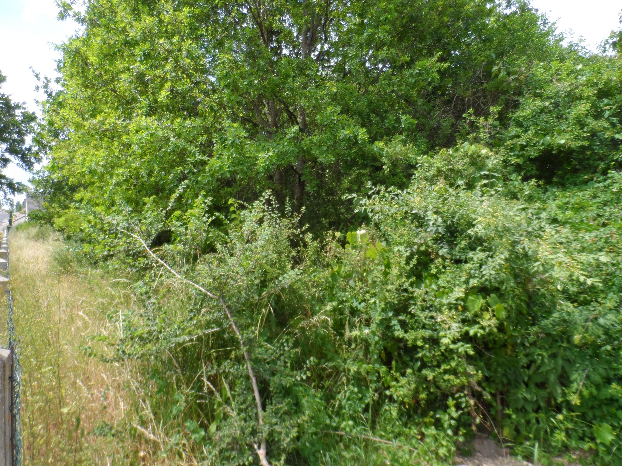 Vente Terrain à Romorantin-Lanthenay 0 pièce