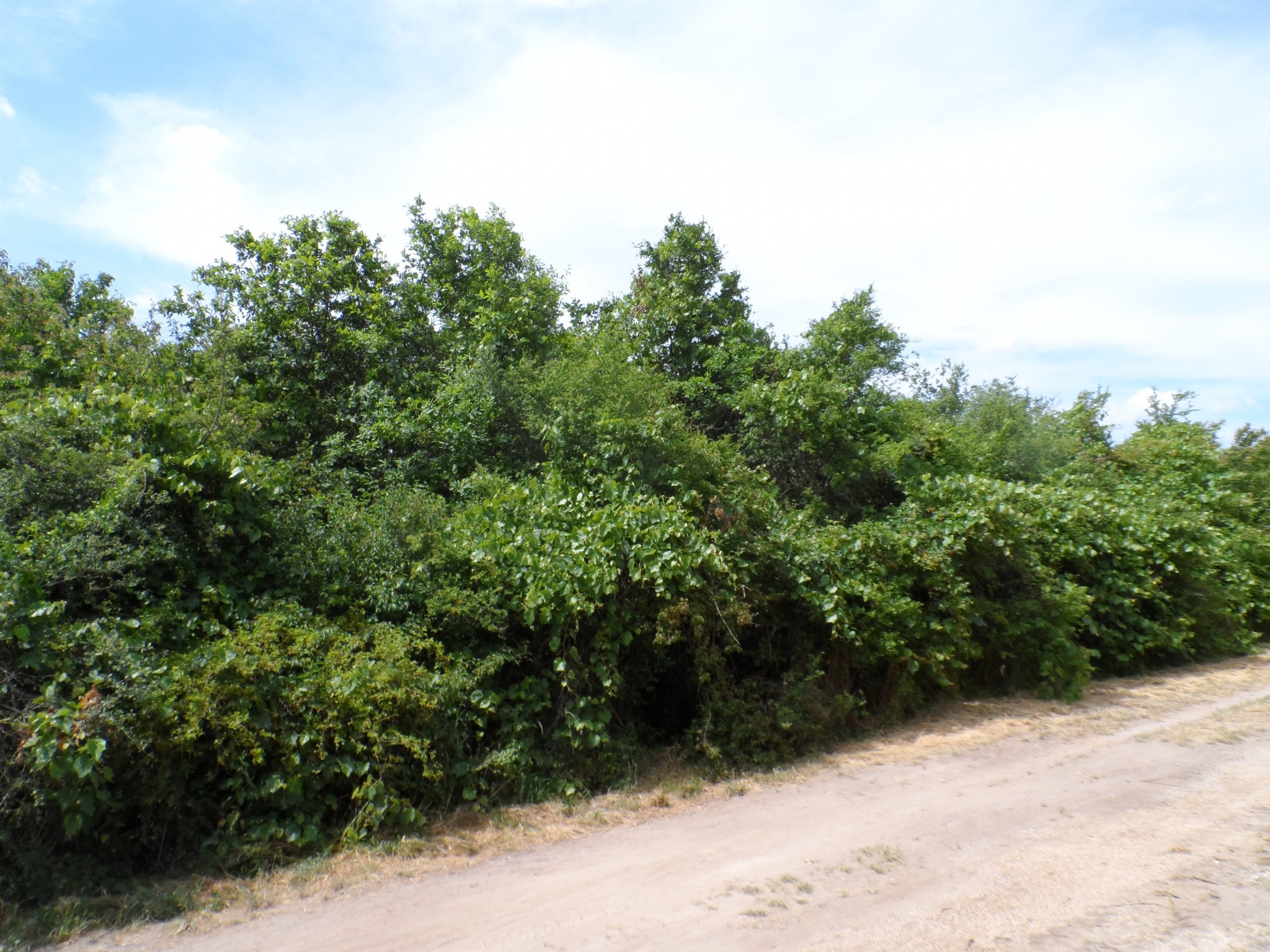 Vente Terrain à Romorantin-Lanthenay 0 pièce