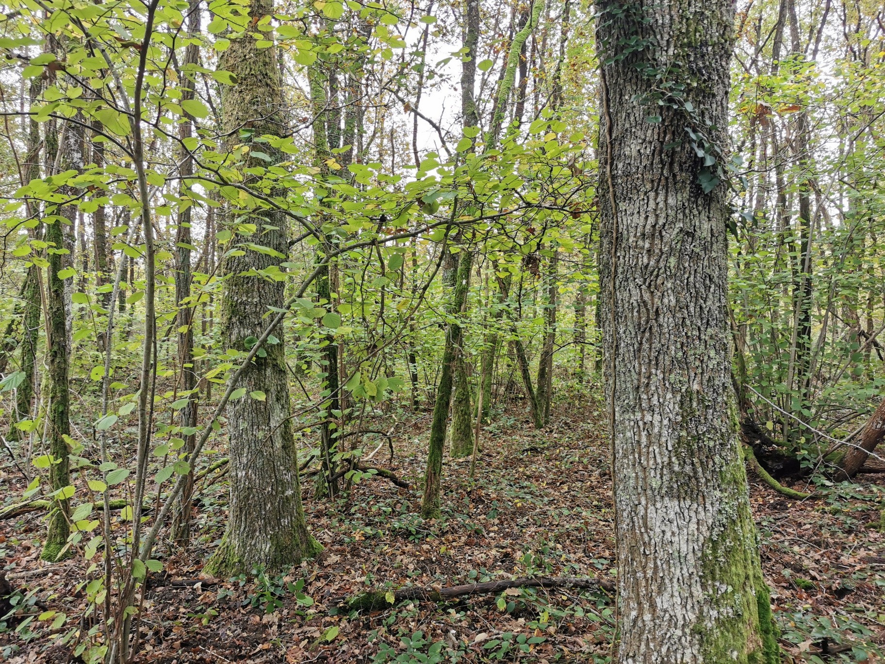 Vente Terrain à Gièvres 0 pièce