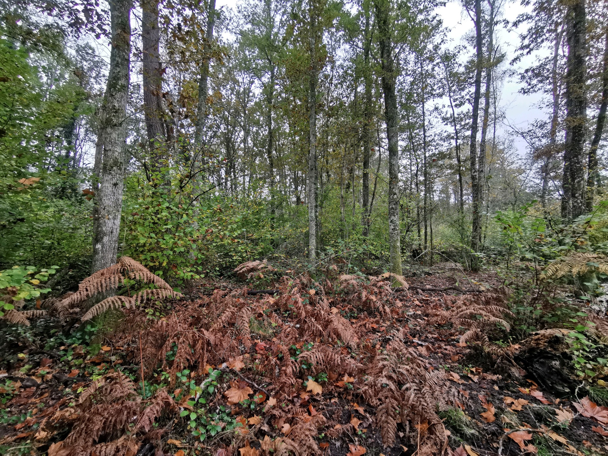 Vente Terrain à Gièvres 0 pièce