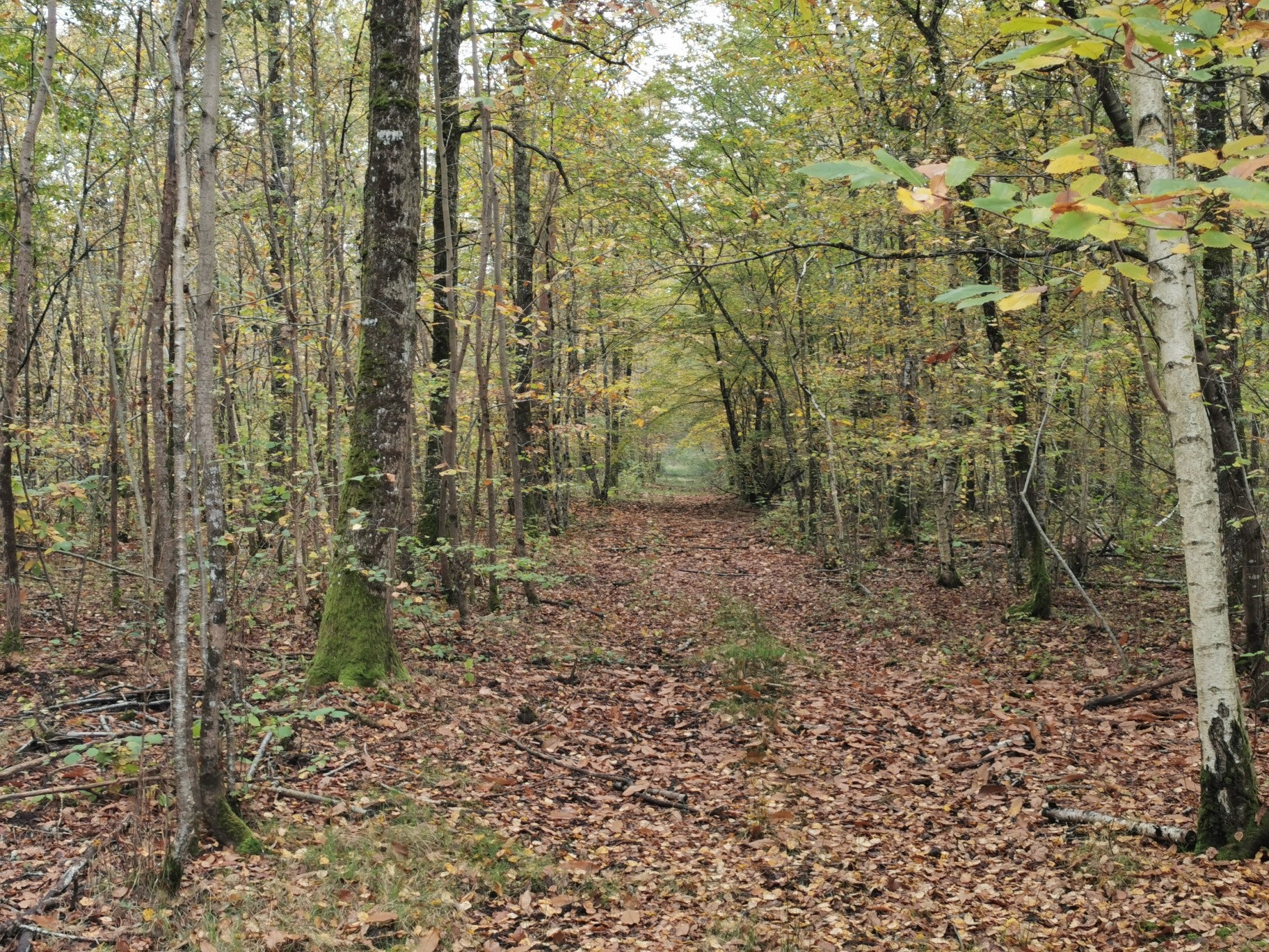 Vente Terrain à Gièvres 0 pièce