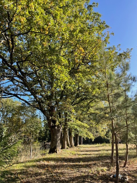 Vente Maison à Villefranche-sur-Cher 9 pièces