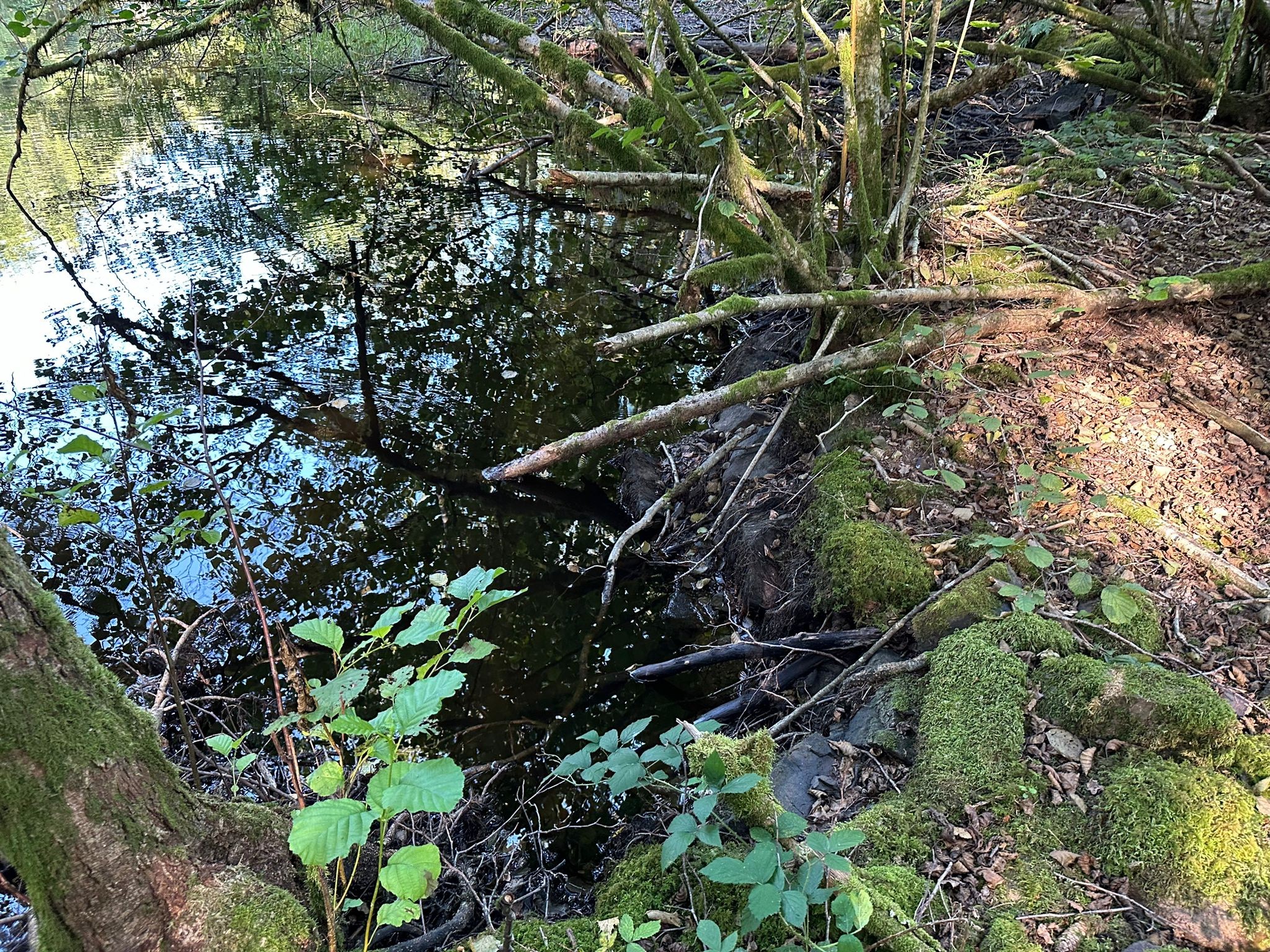 Vente Terrain à Faucogney-et-la-Mer 0 pièce