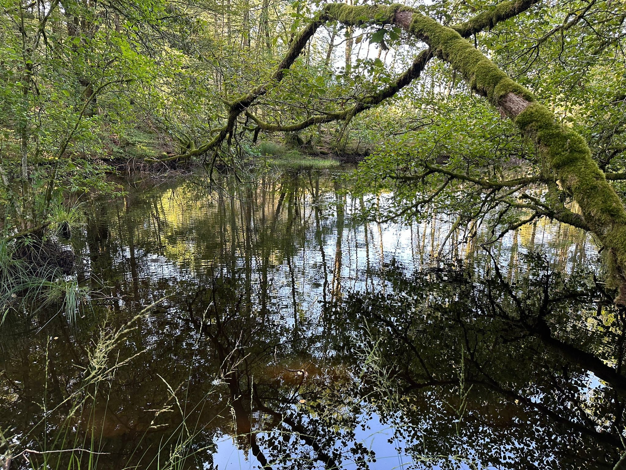 Vente Terrain à Faucogney-et-la-Mer 0 pièce