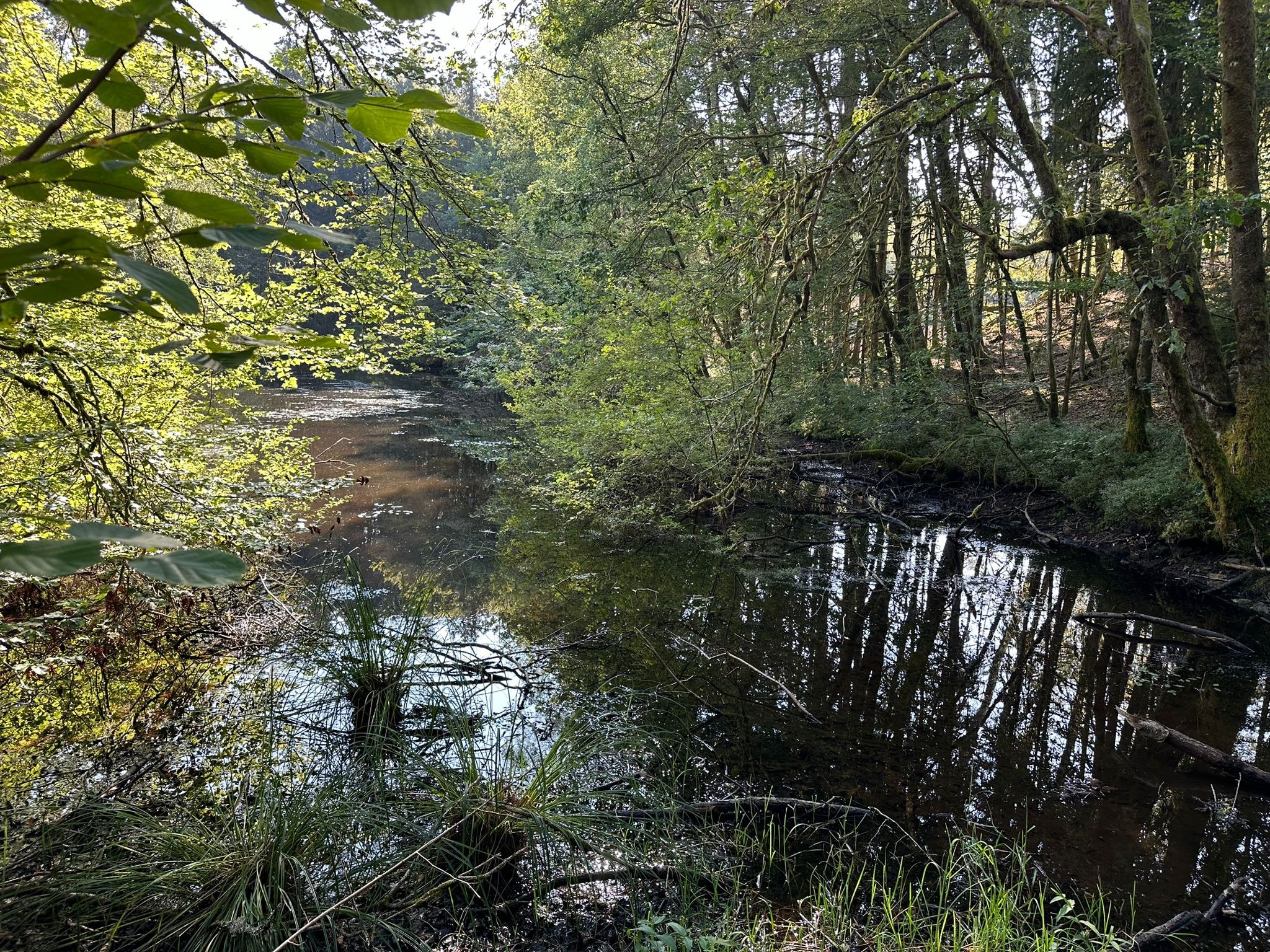 Vente Terrain à Faucogney-et-la-Mer 0 pièce