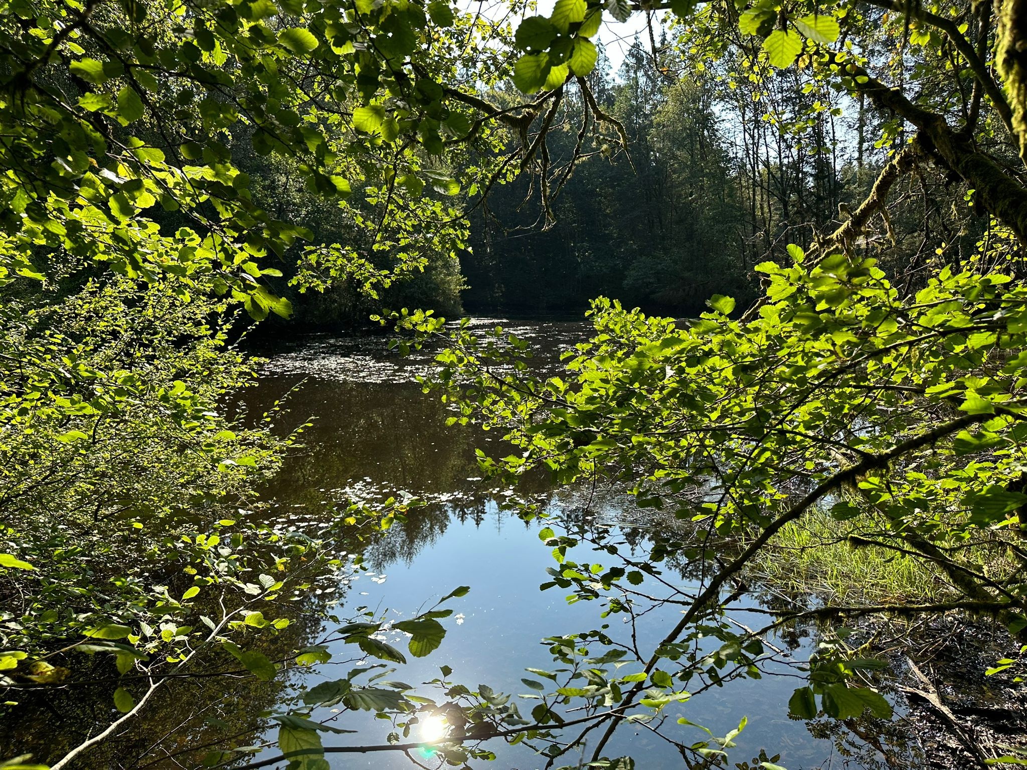 Vente Terrain à Faucogney-et-la-Mer 0 pièce