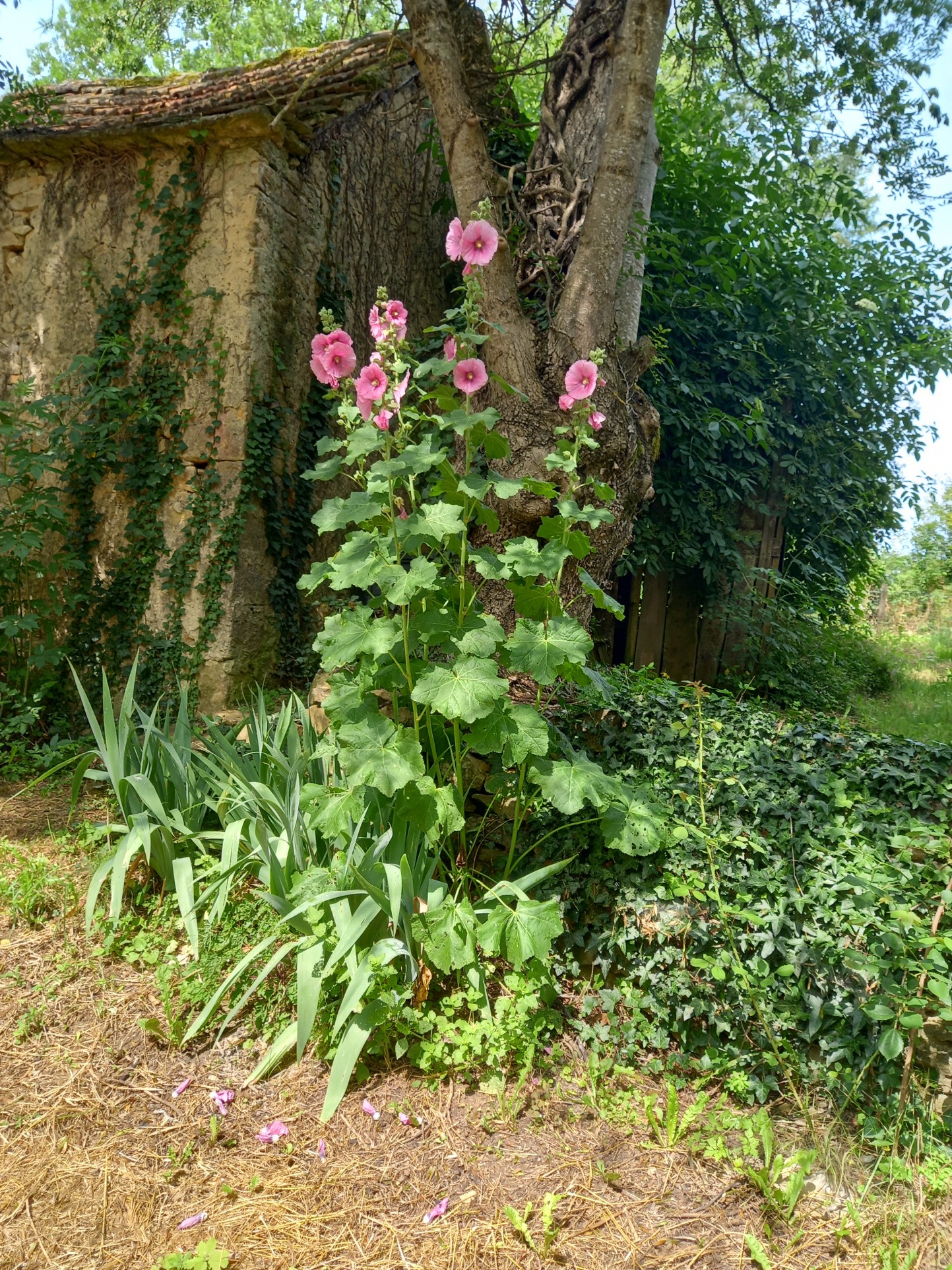 Vente Maison à Parisot 4 pièces