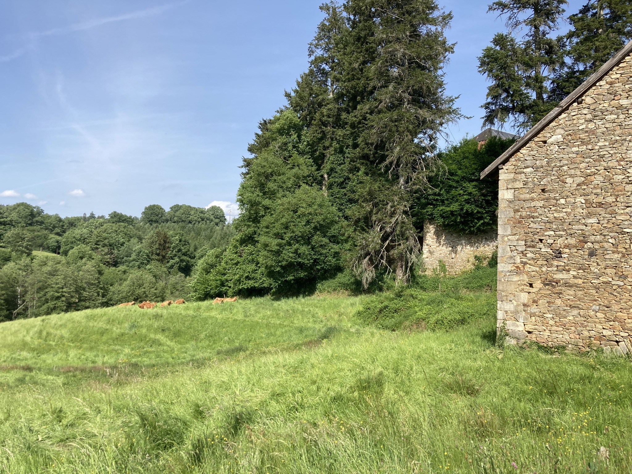 Vente Terrain à Châteauneuf-la-Forêt 0 pièce