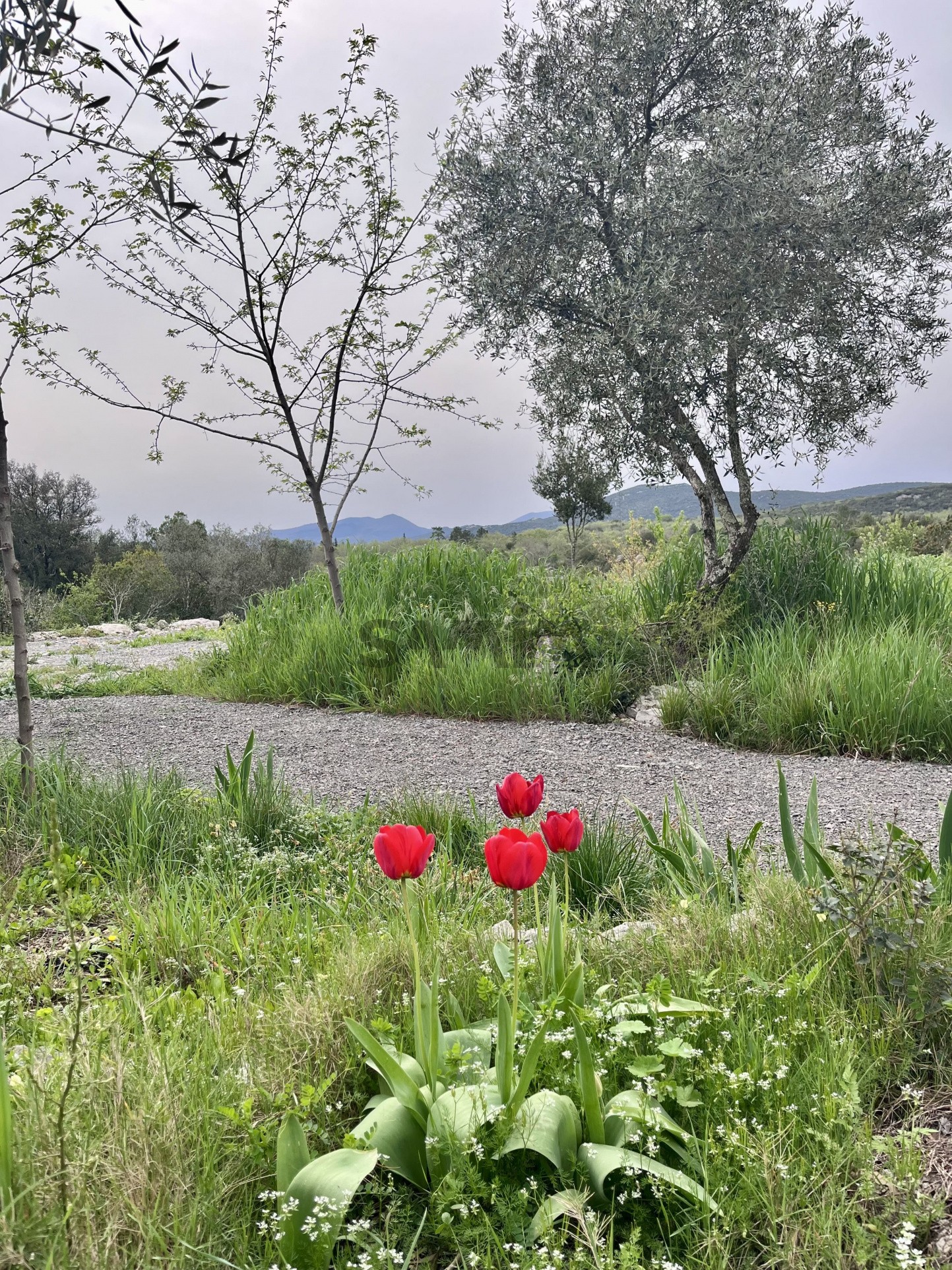 Vente Maison à Sauve 3 pièces