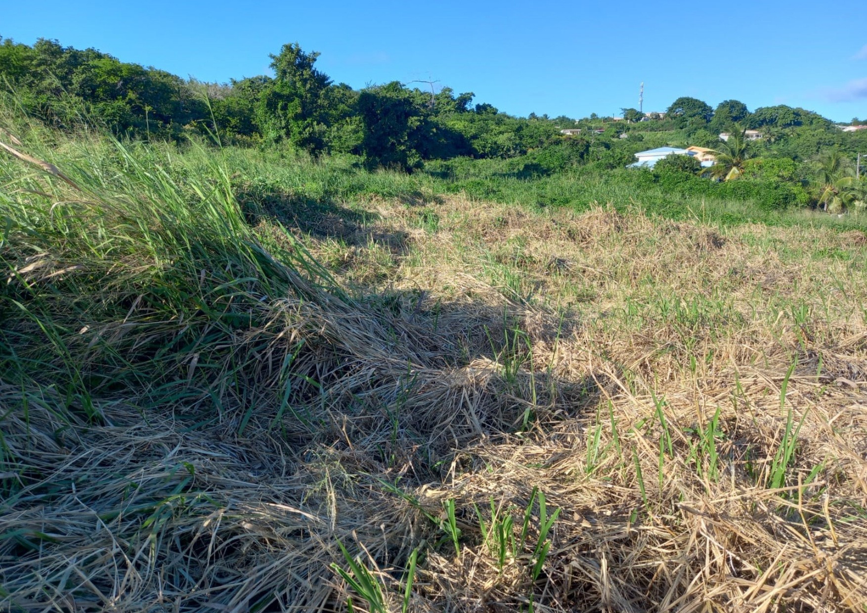 Vente Terrain à le Marin 0 pièce