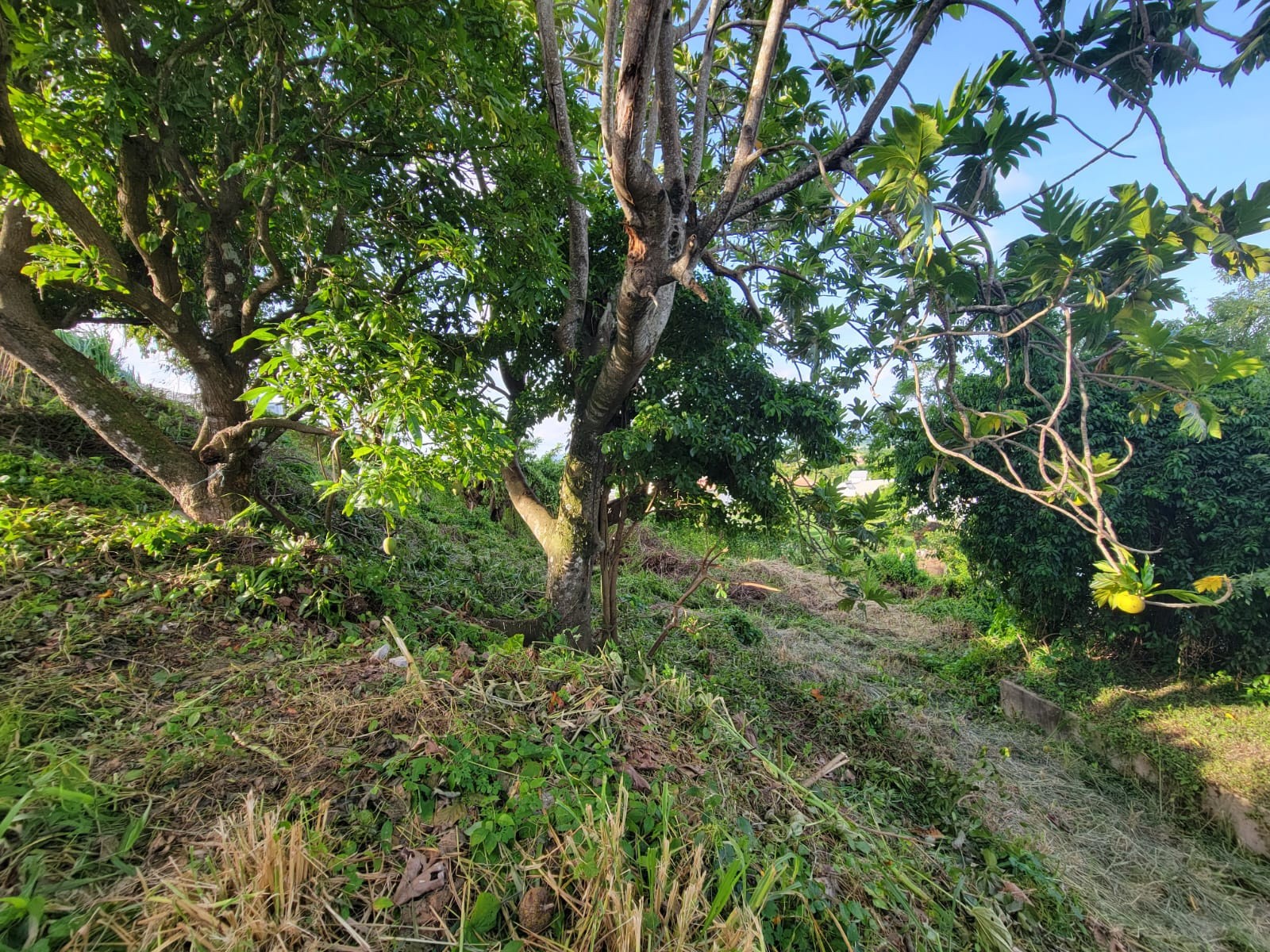 Vente Terrain à Rivière-Salée 0 pièce