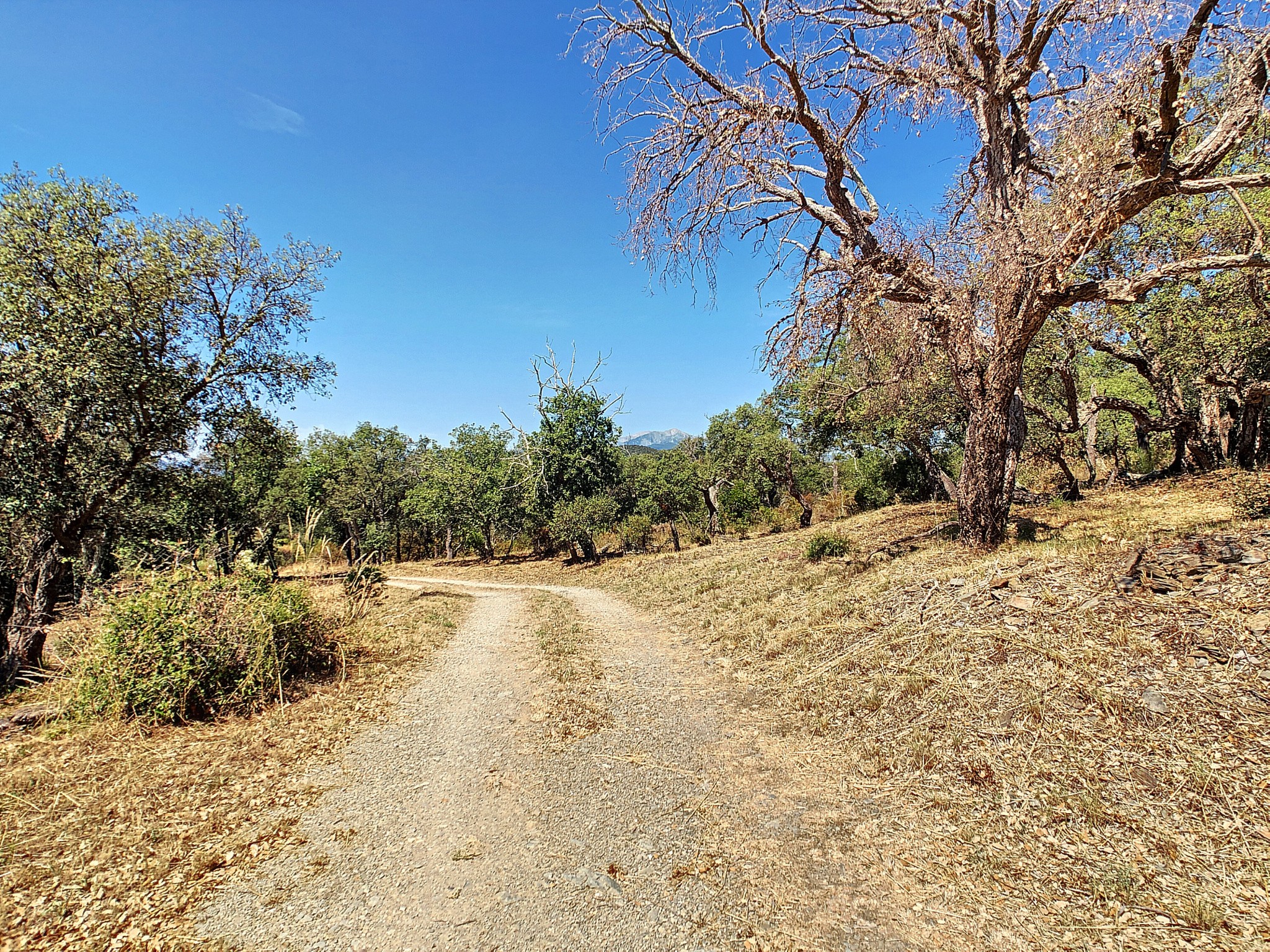 Vente Maison à Céret 9 pièces