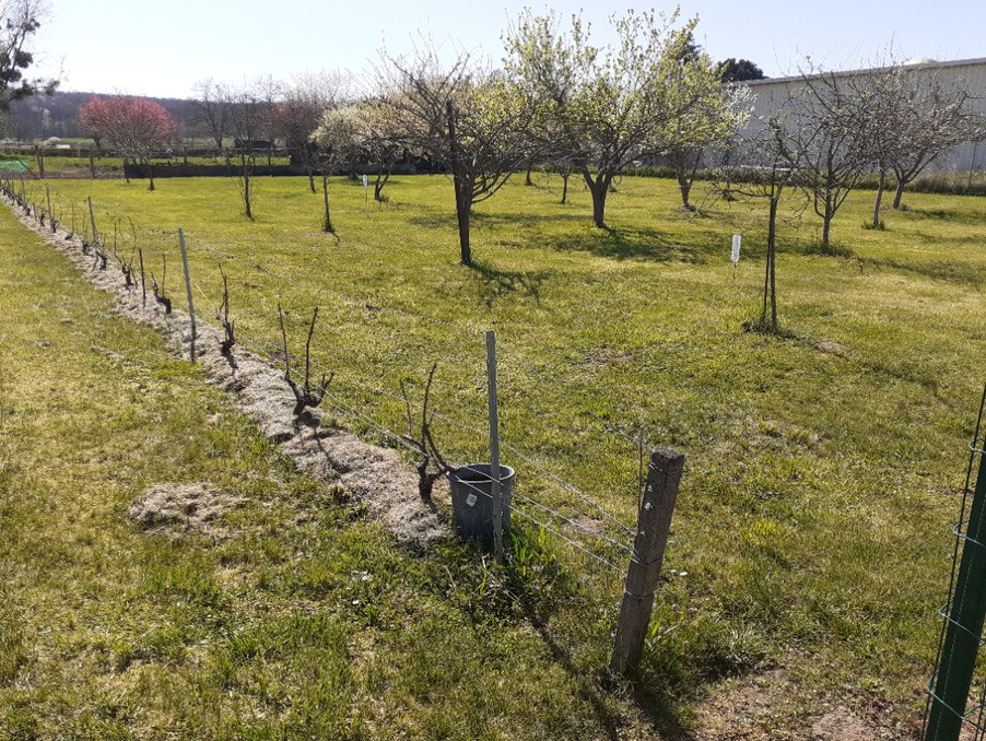 Vente Terrain à Seignelay 0 pièce