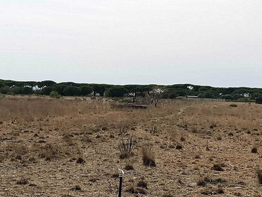 Vente Terrain à Sallèles-d'Aude 0 pièce