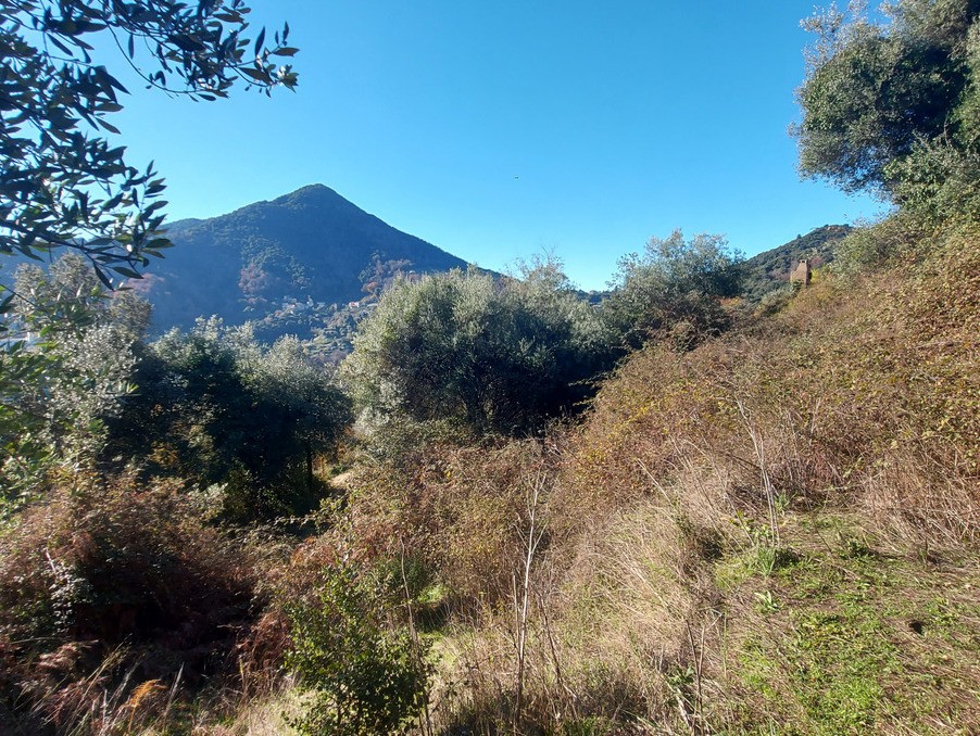 Vente Terrain à Vico 0 pièce