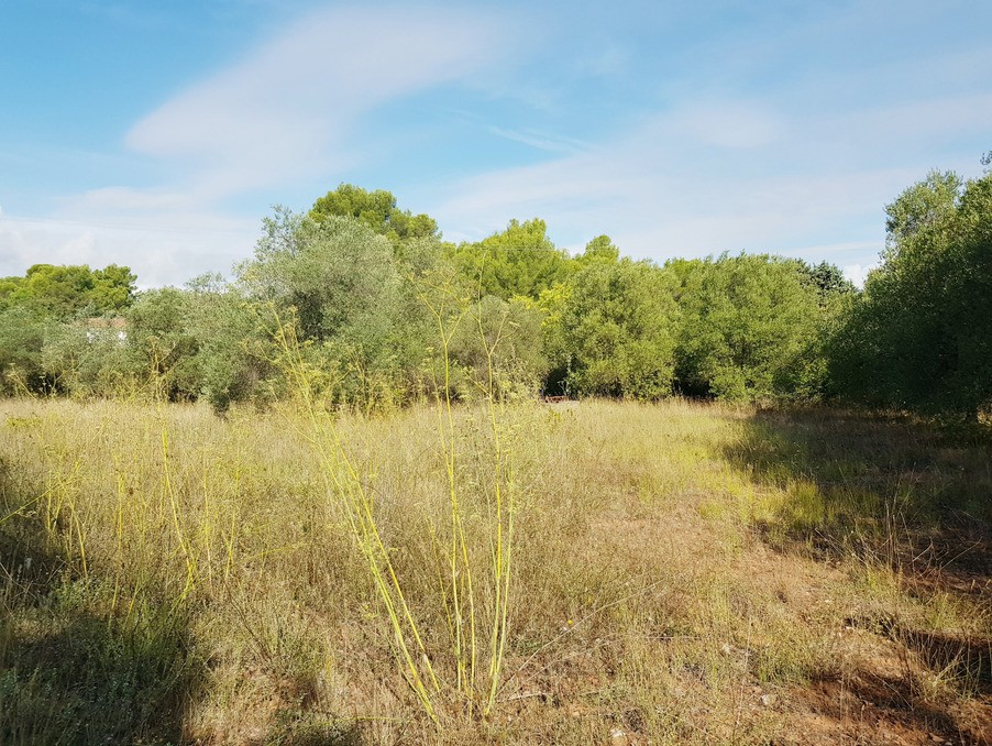 Vente Terrain à Clermont-l'Hérault 0 pièce