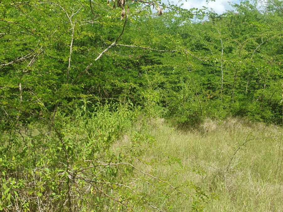 Vente Terrain à le Gosier 0 pièce