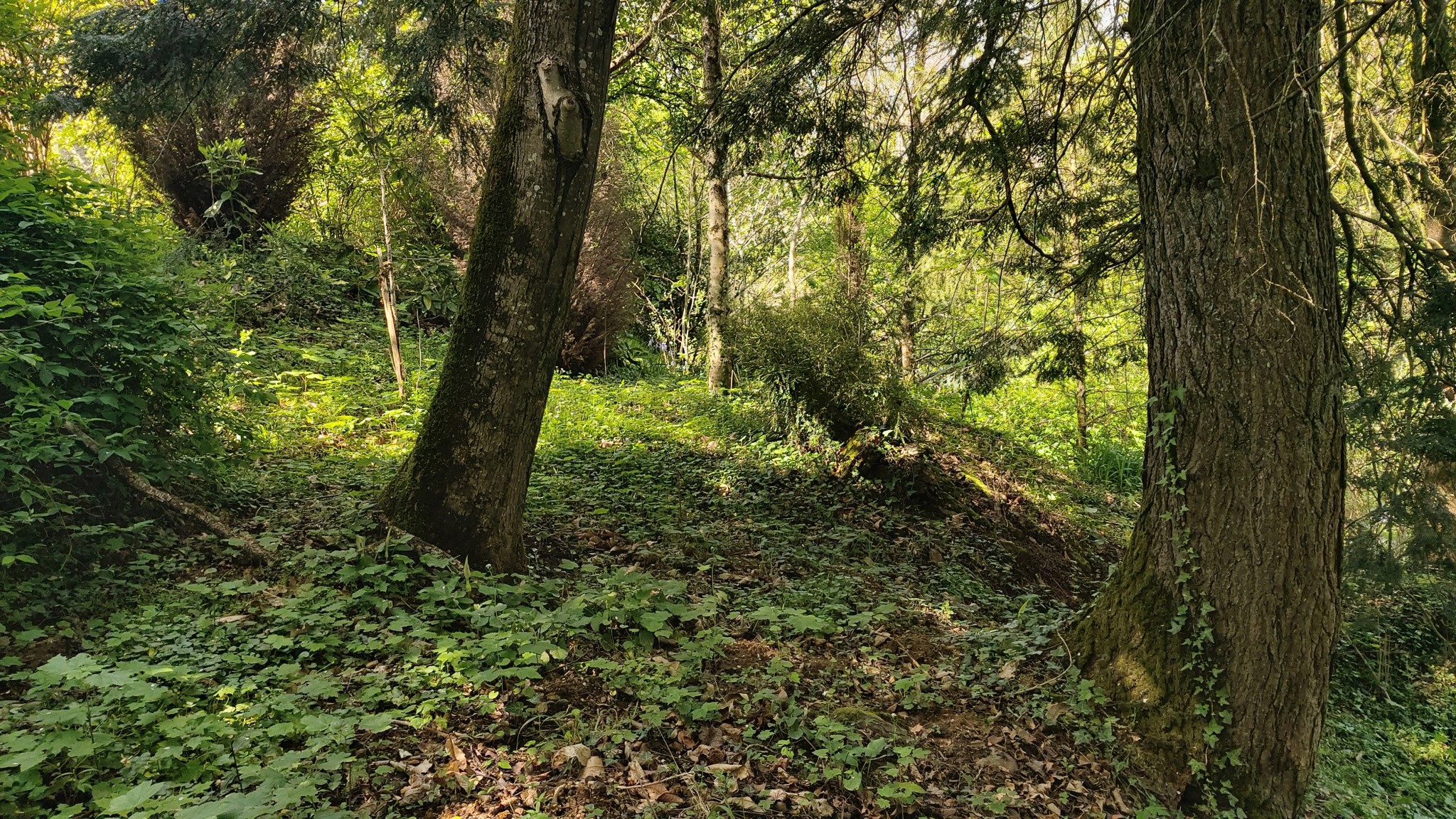 Vente Terrain à Boisseuil 0 pièce