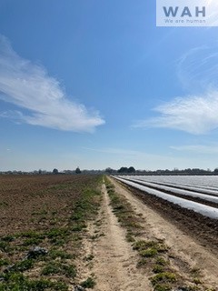 Vente Terrain à Mauguio 0 pièce