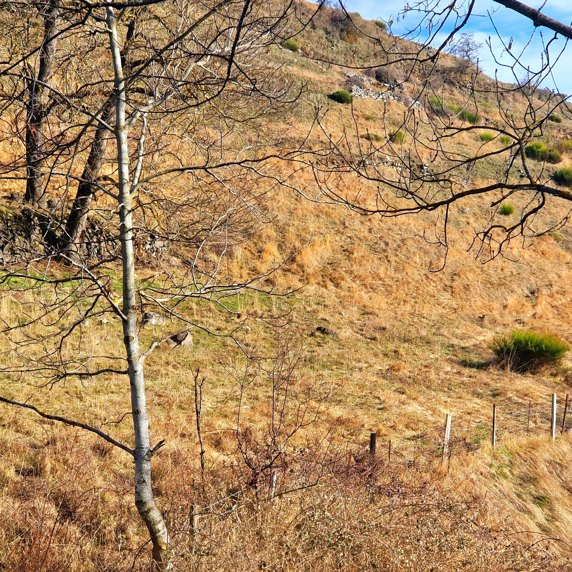 Vente Terrain à le Monastier-sur-Gazeille 0 pièce