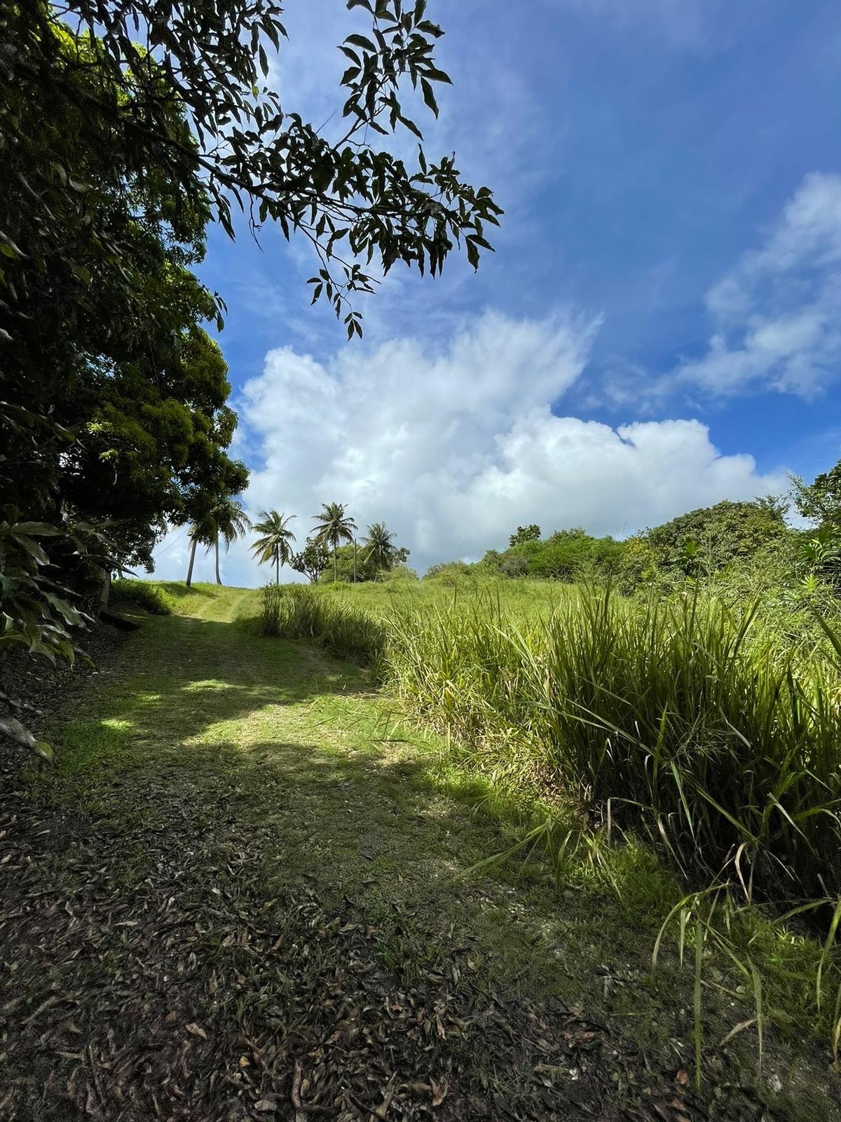 Vente Terrain à le Gosier 0 pièce