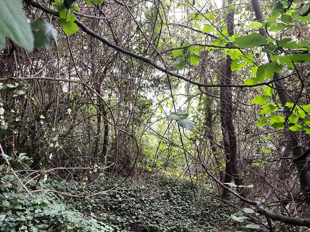 Vente Terrain à Menton 0 pièce