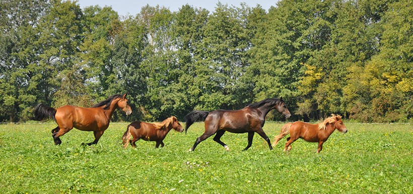 Vente Maison à Bazas 6 pièces