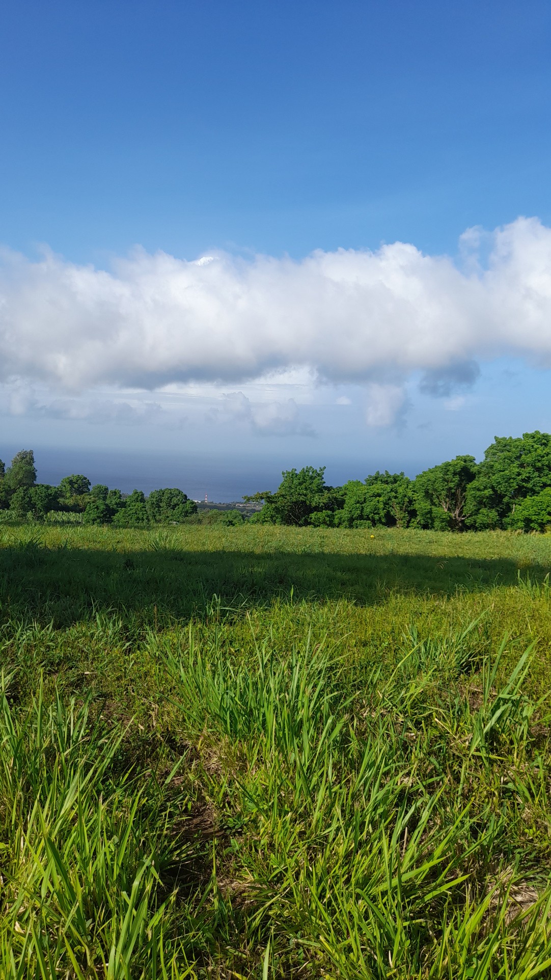 Vente Terrain à Baillif 0 pièce