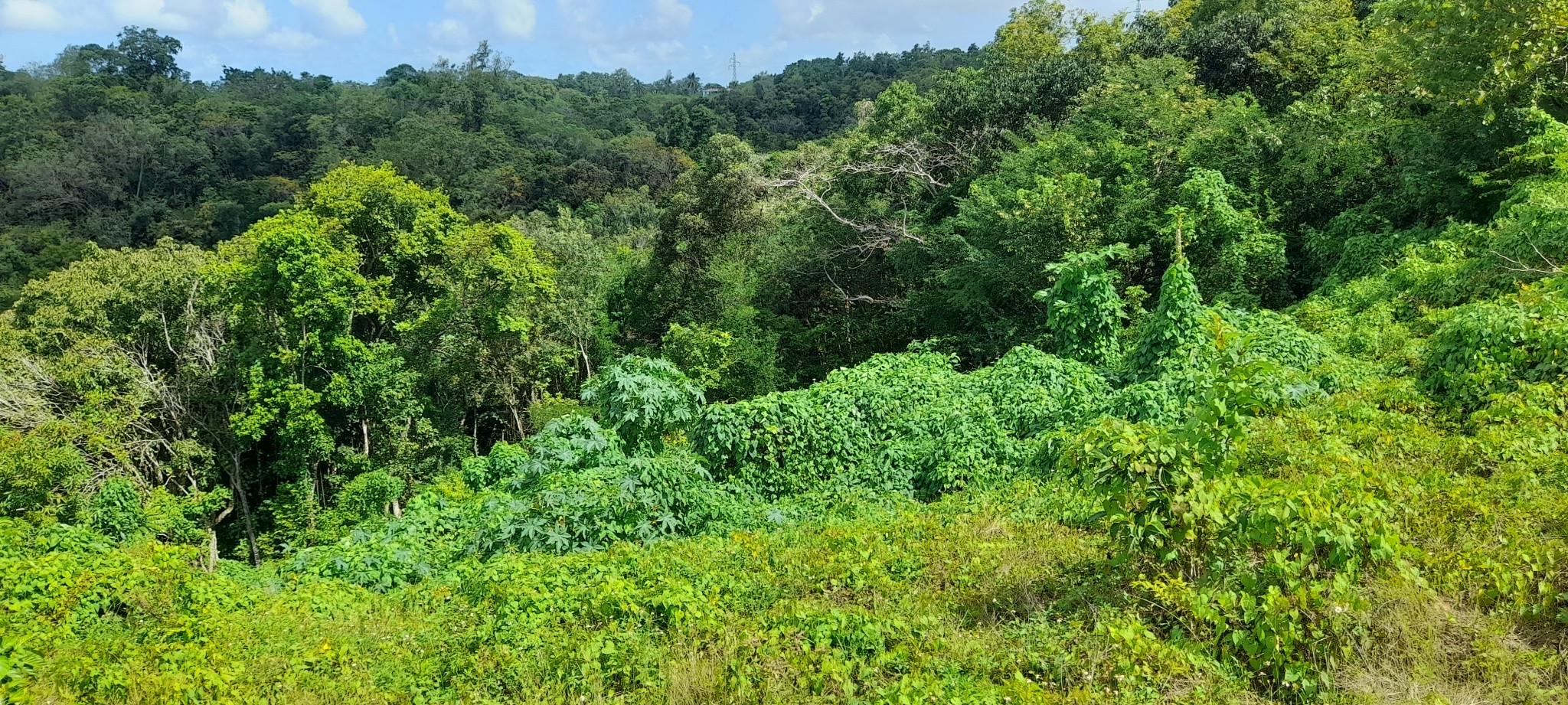 Vente Terrain à le Gosier 0 pièce