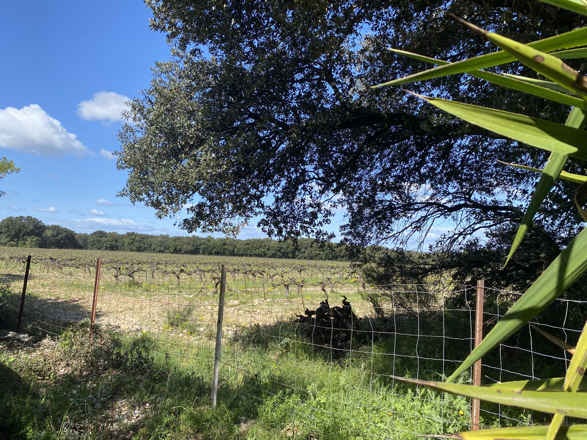 Vente Maison à Suze-la-Rousse 10 pièces