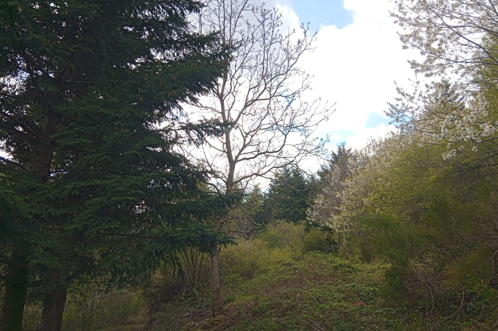 Vente Maison à Saint-Félicien 9 pièces