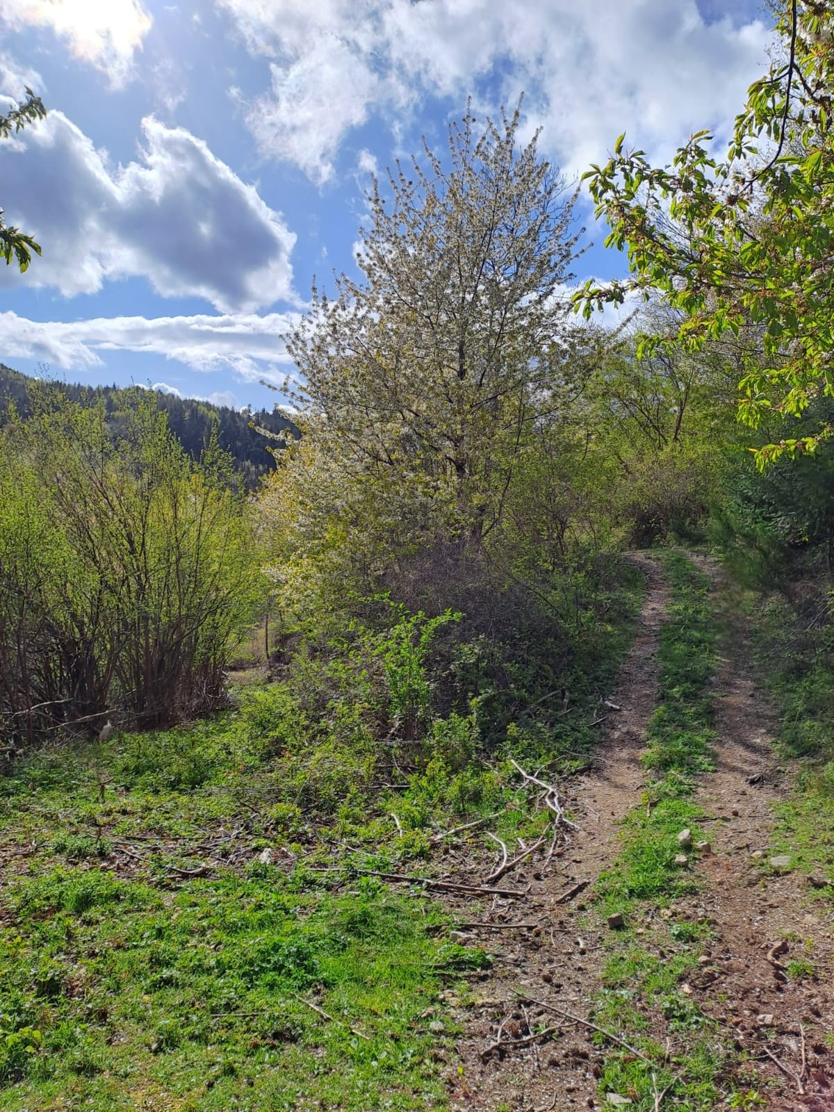 Vente Maison à Saint-Félicien 9 pièces