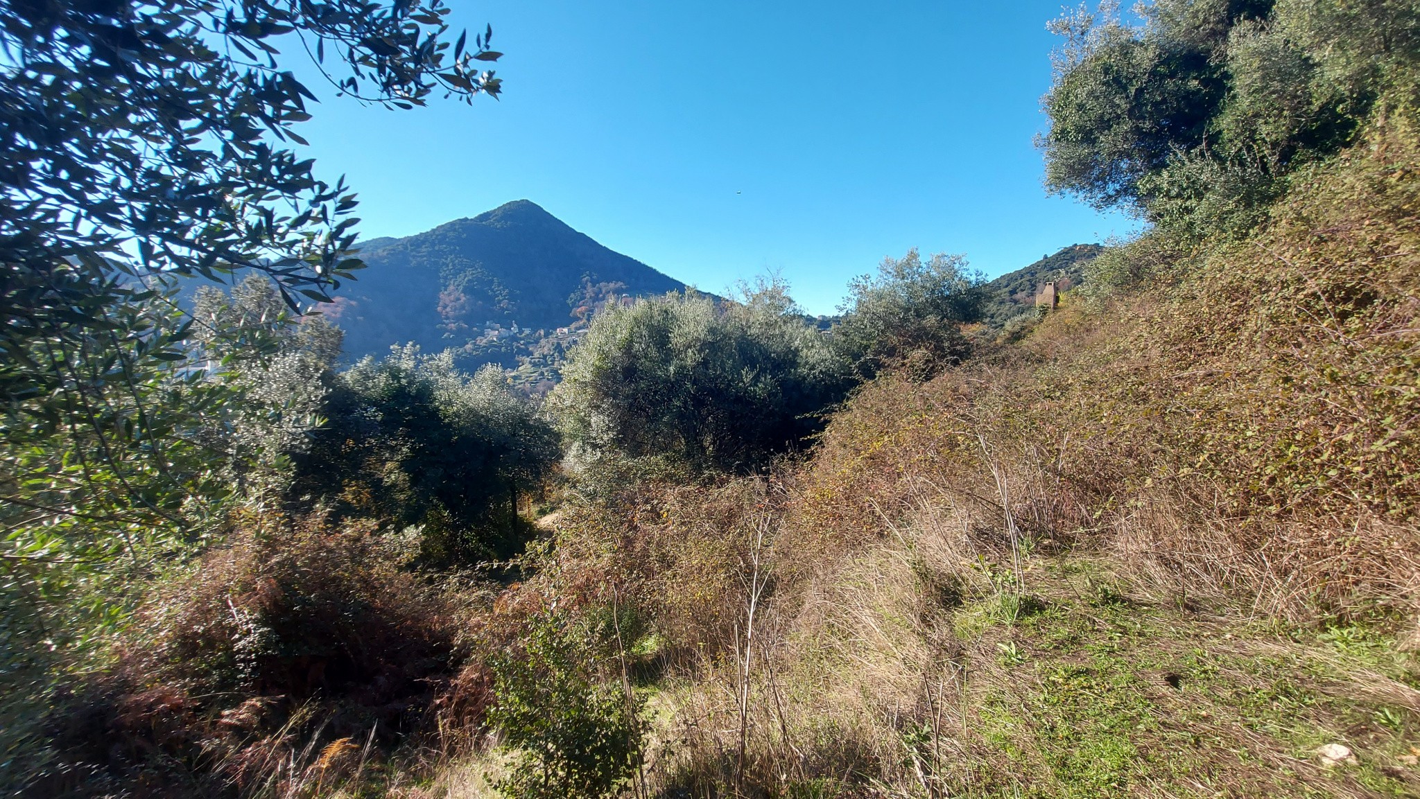 Vente Terrain à Vico 0 pièce