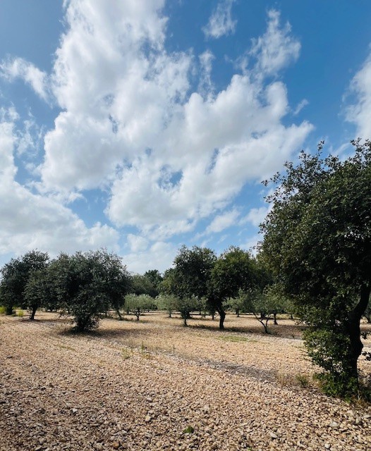 Vente Maison à Carpentras 11 pièces