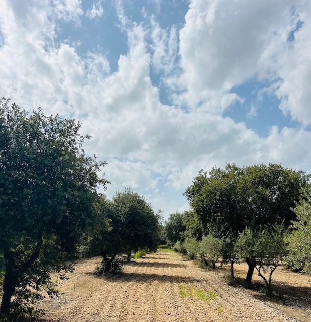 Vente Maison à Carpentras 11 pièces