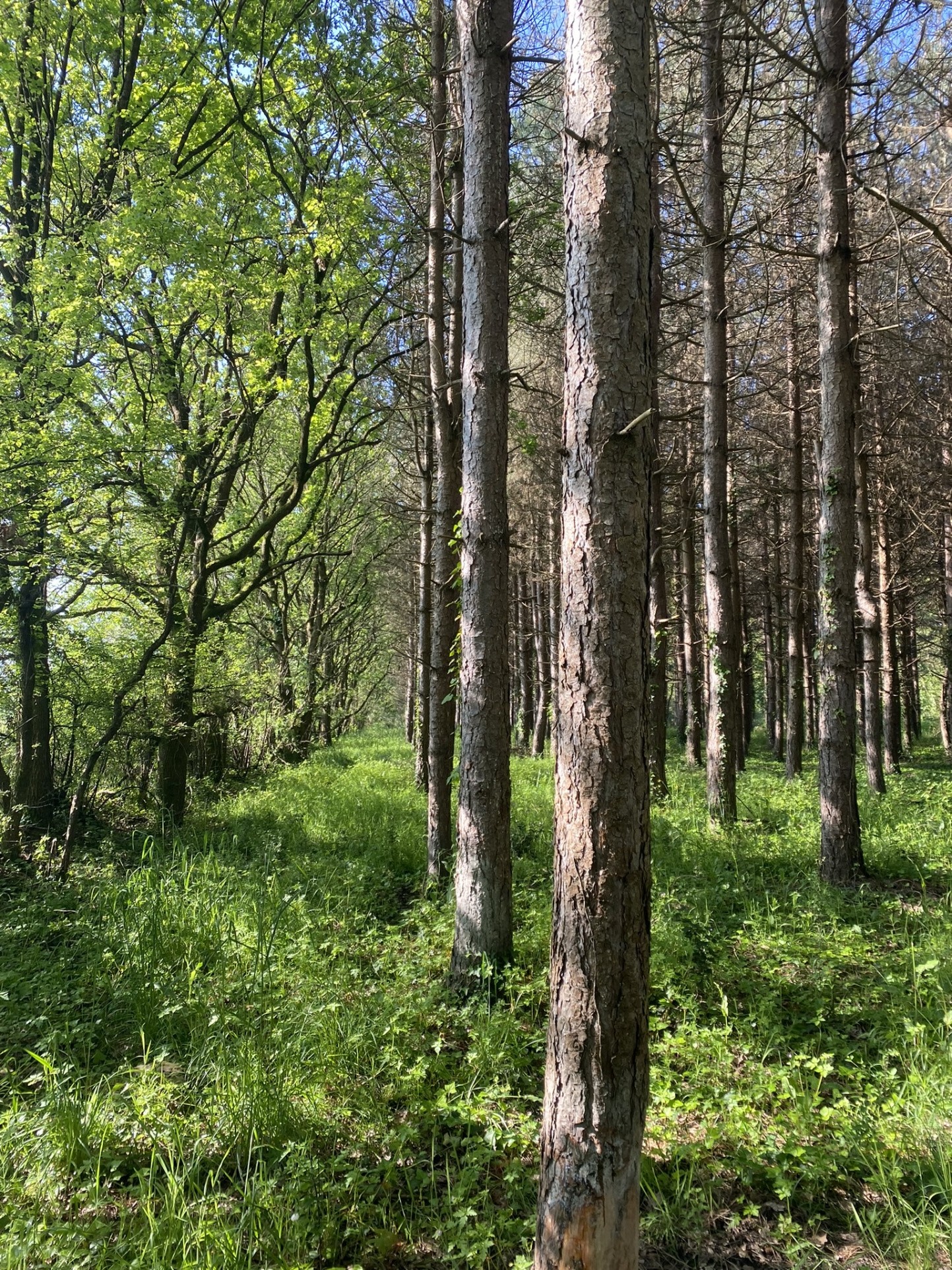 Vente Terrain à Saint-Urbain 0 pièce