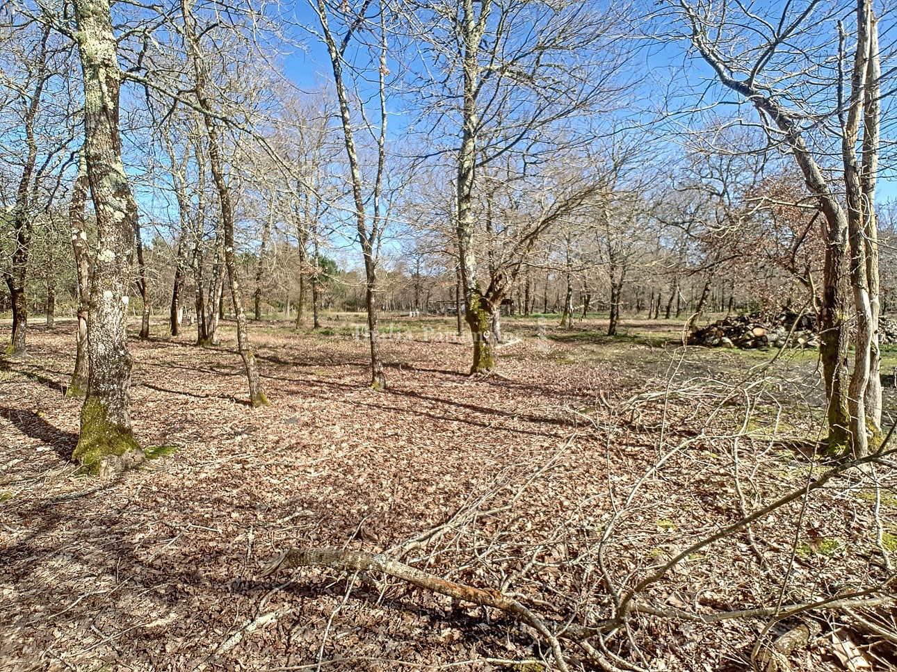 Vente Terrain à Gujan-Mestras 0 pièce