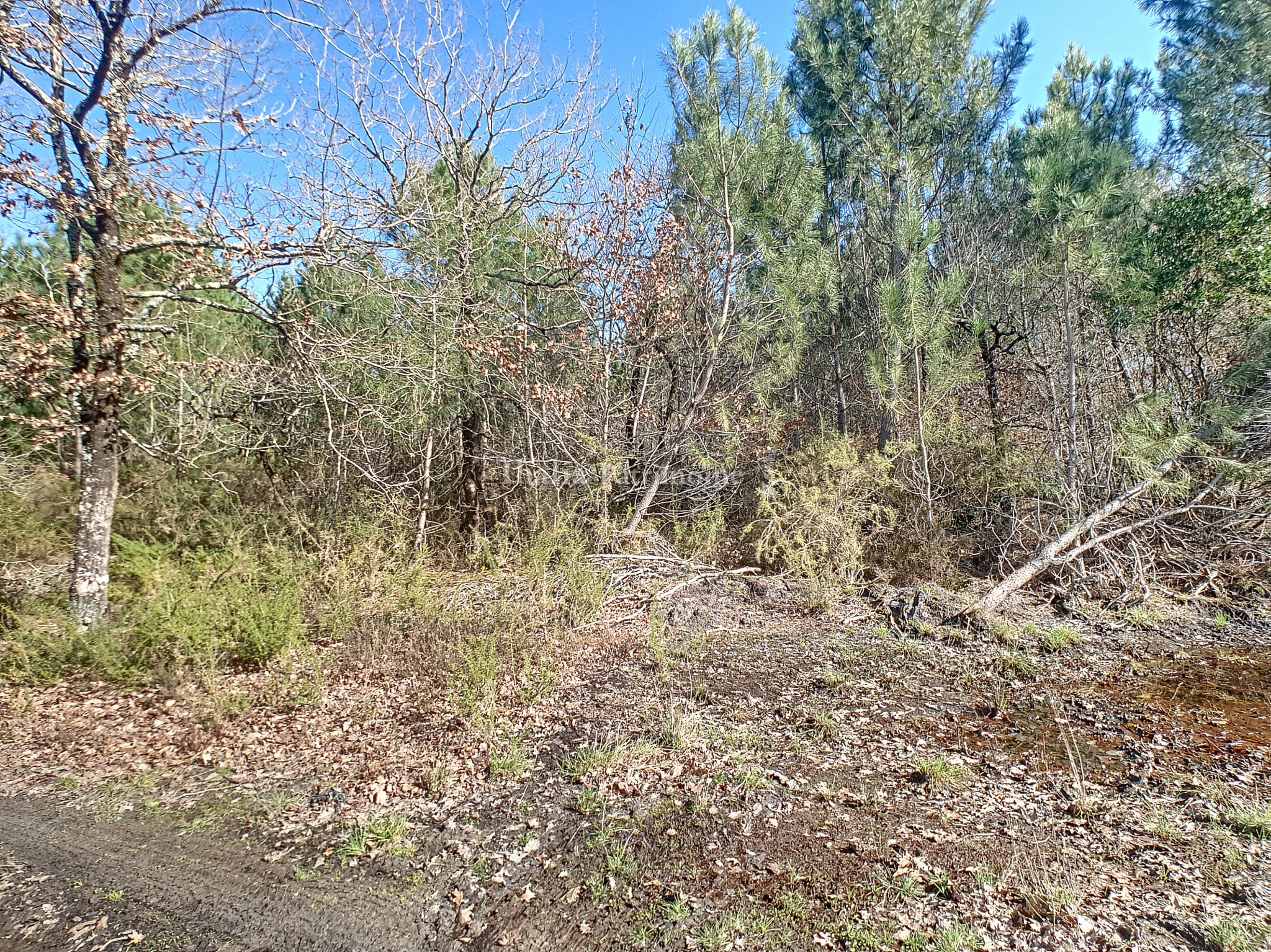 Vente Terrain à Gujan-Mestras 0 pièce