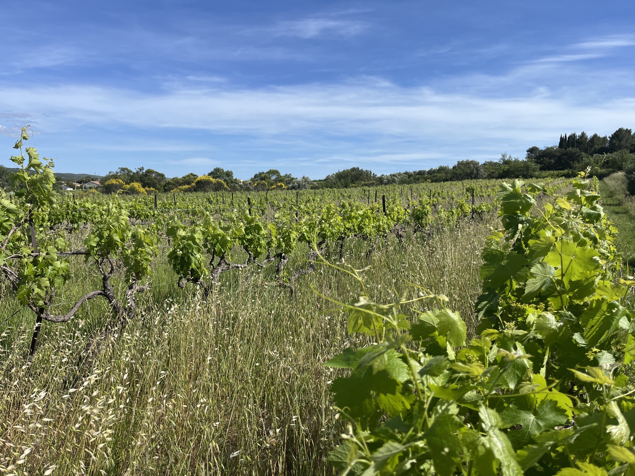 Vente Terrain à Gignac 0 pièce